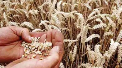 Extension of wheat procurement dates to further enhance surplus availability & farmer’s income